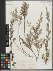 Foto von Salix repens subsp. repens L.